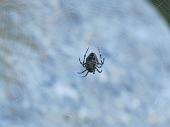 10 Il ragno nel suo habitat